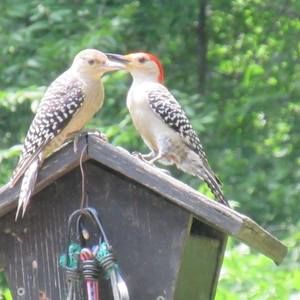 Meet your Posher, Lou